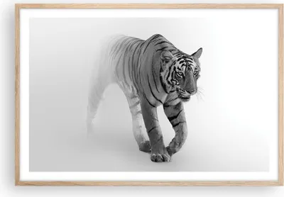Produktbild von Gerahmtes Poster - Rahmen in heller Eiche - Tiger Monochrom Porträt - 91,5x61 cm - Wand Bild - Wanddeko - Wandbilder - Kunstposter - Wandposter - Bilderrahmen - Bilder - Kunstdruck - P2NAA91x61-4626