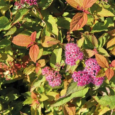 Obrázok produktu pre 2 x  letná spirea  - Spiraea japonica 'Firelight'  | 25-30 cm v kontajneri