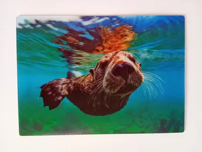 Produktbild von 3 D Ansichtskarte Seeotter, Postkarte Wackelkarte Hologrammkarte Tiere Tier Wassertier Meerestier