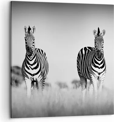 Produktbild von Bild auf Leinwand - Leinwandbild - Einteilig - Zebras Fotografie Schwarzweiß - 60x60cm - Wand Bild - Wanddeko - Wandbilder - Leinwanddruck - Bilder - Wanddekoration - Leinwand bilder - AC60x60-4476