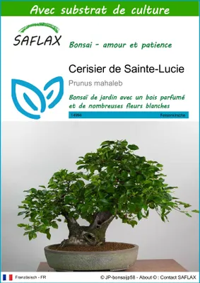 Image de SAFLAX  - Cerisier de Sainte-Lucie - 30 graines - Avec substrat - Prunus