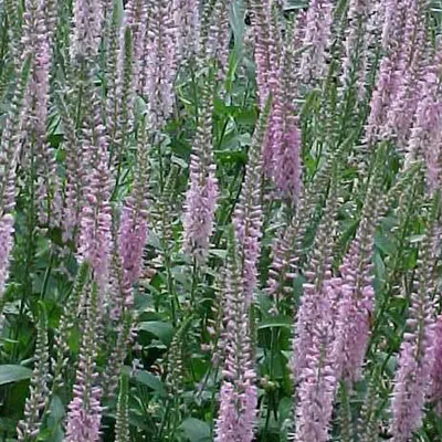Produktbild von 6 x Ehrenpreis  - Veronica 'Pink Damask'  | Topf 9cm x 9cm
