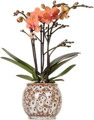 Productafbeelding van oranje Phalaenopsis orchidee Mineral Bolzano Ø9cm Safari keramische pot met 2 3