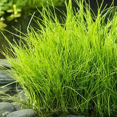 Productafbeelding van Moerings Eleocharis Acicularis | Naaldwaterbies | In 11x11CM Mand