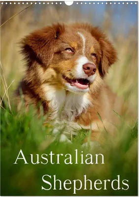 Produktbild von Australian Shepherds (Wandkalender 2025 DIN A3 hoch), CALVENDO Monatskalender