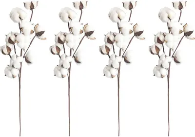 Produktbild von 4 Stück natürliche weiße Baumwollstiele, 10 Baumwollkapseln je Stiel, 53,3 cm, Blumenplektren, Landhaus-Stil, Deko.