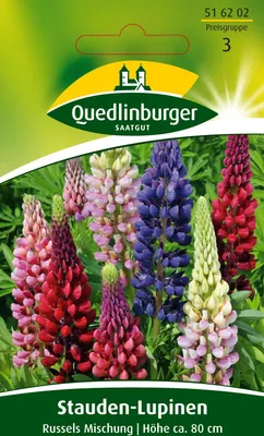 Produktbild von Stauden-Lupine 'Russels Hybrid-Mischung' Quedlinburger Blumensamen
