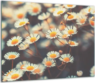 Produktbild von Herdabdeckplatten Glaskeramikkochfeld-Abdeckung Spritzschutz Glas 60x52cm Blumen