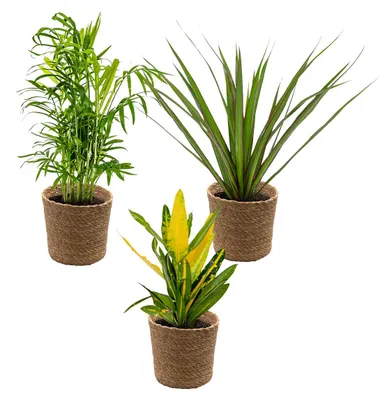 Produktbild von 3er-Mix Zimmerpalmen A, 25-40 cm, Seegraskorb 12 cm