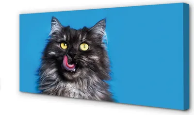 Produktbild von Leinwandbild 100x50 Wandkunst Oblizujący eine Katze