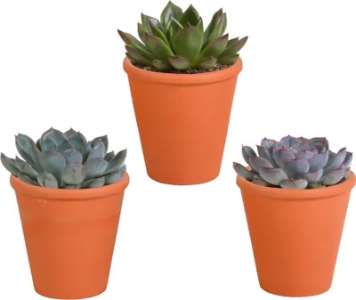 Produktbild von Echeveria Mix 8,5 cm