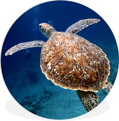 Produktbild von MuchoWow® Rundes Wandbild - Runde Bilder Schildkröte Fotodruck Ø 90 cm Kreis Wanddekoration Kunststoff - Wandkreis - Wandschmuck - Wand-Kreis - Wohnzimmer - Bild - Runde - Wanddeko - Dibond - Kunstdrucke