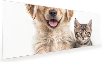 Produktbild von Küchenrückwand Spritzschutz Glas mit Motiv Hund und Katze 40 x 40 cm