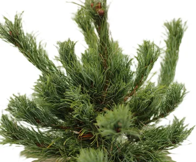 Produktbild von Japanische Rotkiefer Zwerg - Kiefer Pinus densiflora Low Glow 20 - 25 cm