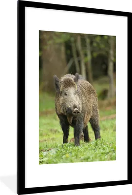 Produktbild von MuchoWow® MuchoWow® Gerahmtes Poster Wildschwein - Tier - Gras 60x90 cm - Poster mit zchwarzem Bilderrahmen - Dekoration - Wandposter Wohnzimmer - Hochwertig