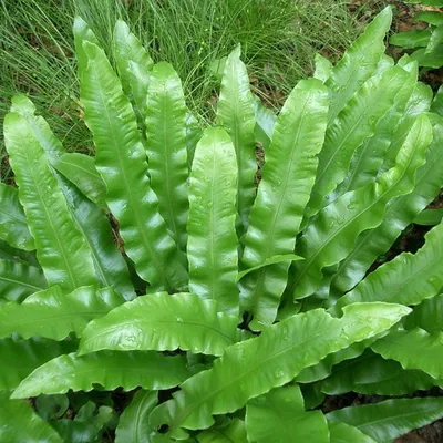 Produktbild von 6 x Braunstieliger Streifenfarn - Asplenium scolopendrium  | Topf 9cm x 9cm