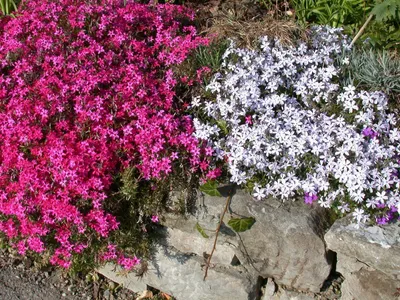 Produktbild von Phlox subulata 'Temiskaming', Teppichphlox, rosa, ca. 9x9 cm Topf