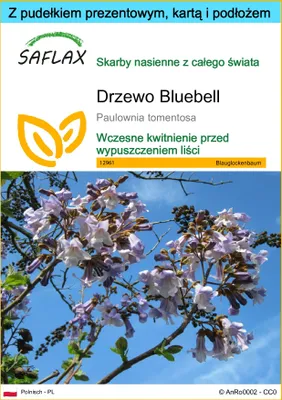 Zdjęcie produktu dla SAFLAX - Zestaw prezentowy - Drzewo Bluebell - 200 Nasiona - Z pudełkiem upominkowym, etykietą wysyłkową, kartą podarunkową i podłożem uprawowym - Paulownia tomentosa