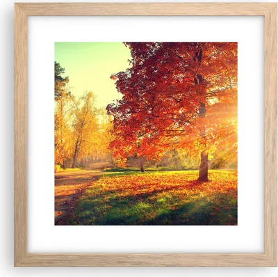 Produktbild von Gerahmtes Poster - Rahmen in heller Eiche - Park Herbst Baum - 30x30 cm - Wand Bild - Wanddeko - Wandbilder - Kunstposter - Wandposter - Bilderrahmen - Bilder - Kunstdruck - Wandbild - P2NAC30x30-3654