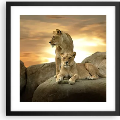 Produktbild von Gerahmtes Poster - Schwarzer Rahmen - Löwen Sonnenuntergang Felsen Krallen - 40x40 cm - Wand Bild - Wanddeko - Wandbilder - Wandposter - Bilderrahmen - Bilder - Kunstdruck - Wandbild - P2BAC40x40-2958