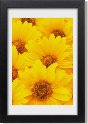 Produktbild von Bild 20x30 MDF-Rahmen, Wandkunst Sunflowers