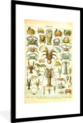 Produktbild von MuchoWow® Gerahmtes Poster Hummer - Tiere - Meerestiere - Vintage - Adolphe Millot 60x90 cm - Poster mit Schwarzem Bilderrahmen Wandposter Rahmen Foto Bilder - Dekoration - Wandposter Wohnzimmer - Hochwertig