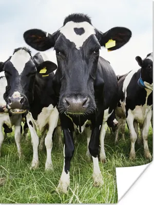 Produktbild von MuchoWow® Poster Kühe - Gras - Frühling - Tiere - Wiese - Bauernhof 120x160 cm - Wandbilder