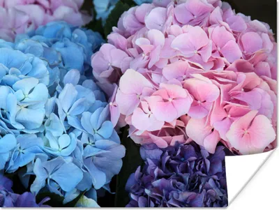 Produktbild von MuchoWow® Poster Blumen - Strauch - Hortensie - Botanisch 160x120 cm - Foto Plakat