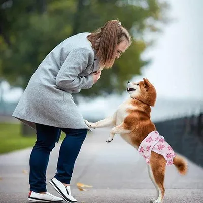 Produktbild von Famanu Hundewindeln super saugfähig - Größe M