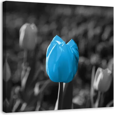 Produktbild von Leinwandbild blaue tulpenblüten natur 50x50 cm Feeby blau wandbild bereit zum aufhängen