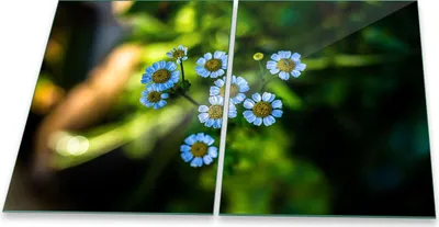 Produktbild von Herdabdeckplatte Glaskeramik 2-Teilig 2x40x52 Blumen Weiß Abdeckung Spritzschutz Glas