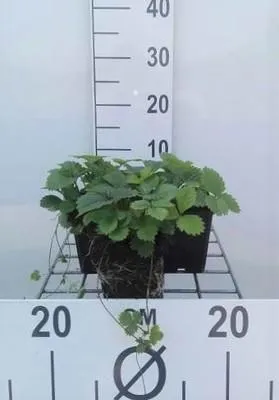 Obrázek produktu pro 6 x Fragaria vesca - Jahodník obecný - květináč 9 x 9 cm