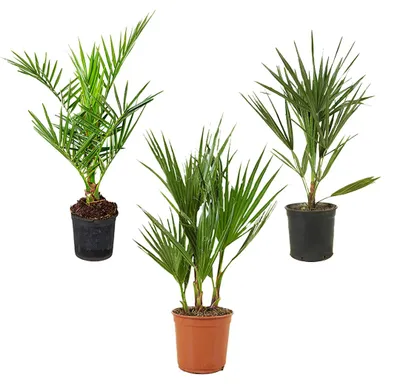 Produktbild von Bloomique - Mix aus 3 - Winterharte Palmen Mix - Washingtonia, Phoenix, Chamaerops - Winterharte Palme - Gartenpflanzen - 40-50 cm Hoch - Topf 14 cm