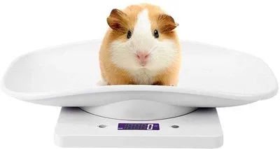Image de Balance électronique pour chiens et chats, capacité de 10 kg, affichage LCD numérique