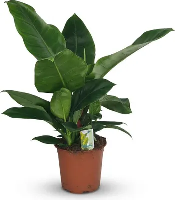 Produktbild von Philodendron Imperial Green grün 65cm 19cm Zimmerpflanze pflegeleicht große