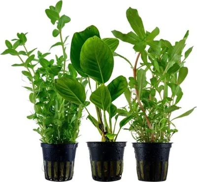Produktbild von Pflanzen Set mit 3 Hintergrund Topf Aquarium Wasserpflanzen AquaOne Nr.231