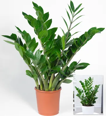 Produktbild von BALDUR Garten 1x Zamioculcas, Pflanze im 12 cm-Topf, Glücksfeder, Zamie, Zamia Farn, Zamia Palme, pflegeleichte Zimmerpflanze, frostfrei halten, Zamioculcas zamiifolia