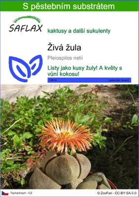 Obrázek produktu pro SAFLAX - živá žula - Pleiospilos nelii - 40 Semena - S pěstebním substrátem bez klíčků