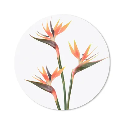 Produktbild von MuchoWow® Mauspad Mousepad Blumen - Orange - Natur - Pflanzen 20x20 cm - Mousepads - Maus Mat - Pad - Mausunterlage - Schreibtischmatte