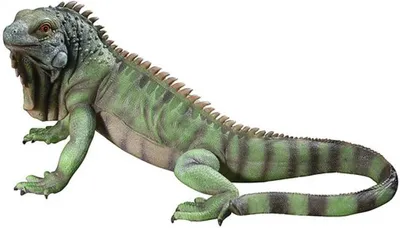 Image de Figurine de lézard réaliste Azomor pour le jardin et la terrasse, aux couleurs vives