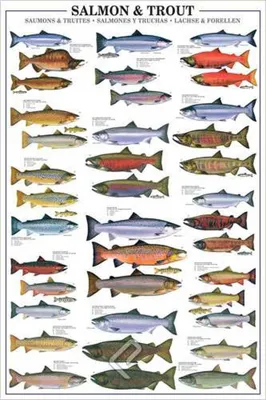 Image de Educational Salmon and Trout - Truites et saumons Éducation poster éducatif impression