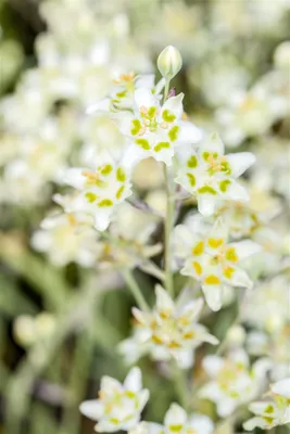 Produktbild von Zigadenus elegans, elegante Blüten, ca. 9x9 cm Topf
