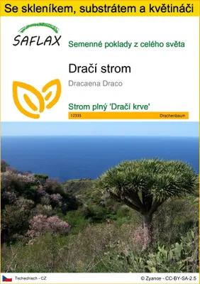 Obrázek produktu pro SAFLAX Kultivační sada - dračí strom - Dracaena Draco - 5 Semena - S mini skleníkem, pěstebním substrátem a 2 květináči