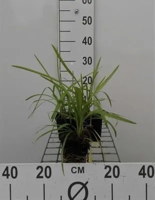 Productafbeelding van 6 x Liriope muscari 'Monroe White' ('alba') - Lilientraube - Pot van 9 x 9 cm