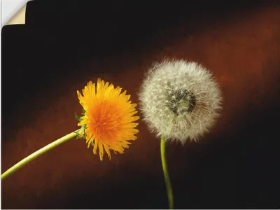Produktbild von ARTland Wandbild, selbstklebend Pusteblume Löwenzahn Größe: 40x30 cm