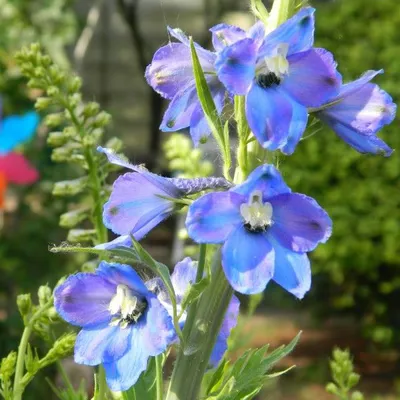 Produktbild von 6 x Verzweigter Rittersporn  - Delphinium 'Piccolo'  | Topf 9cm x 9cm