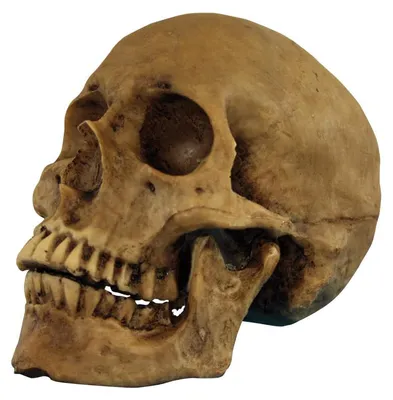 Produktbild von Antik aussehender Totenschädel
