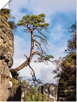 Produktbild von ARTland Poster Felsen Bäume Sächsische Schweiz I Größe: 45x60 cm
