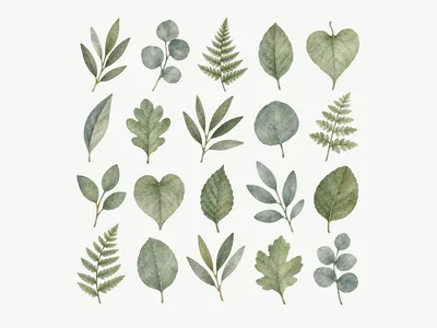 Adesivo murale Foglie Verde Salvia: Design