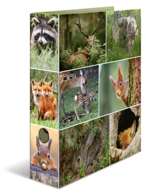 Immagine prodotto di Herma Raccoglitore Motivazionale A4 Animals Animali del Bosco, Colore: Multicolore, A4